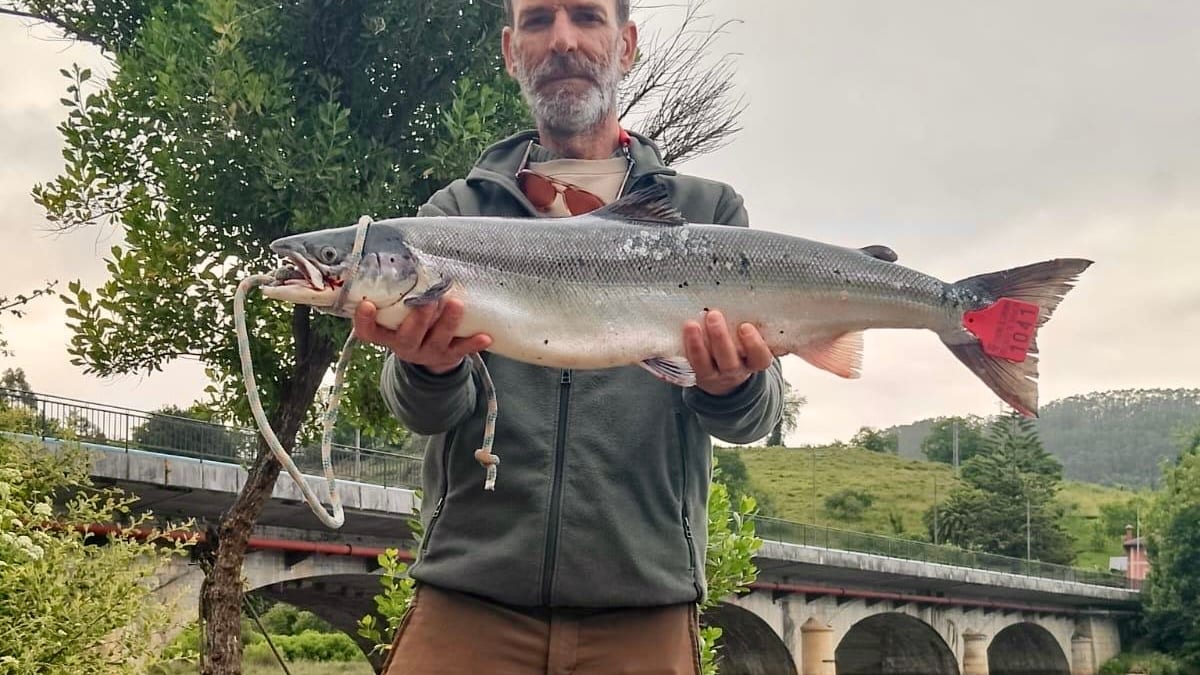 Ejemplar de campanu de Cantabria de 4.720 gramos capturado en el río Nansa