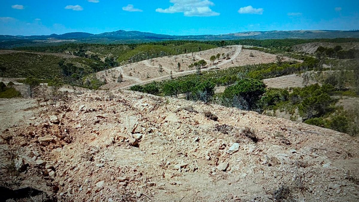 Proyecto REFLORESTA de reforestación en terrenos afectados por incendio de Almonaster la Real, Huelva