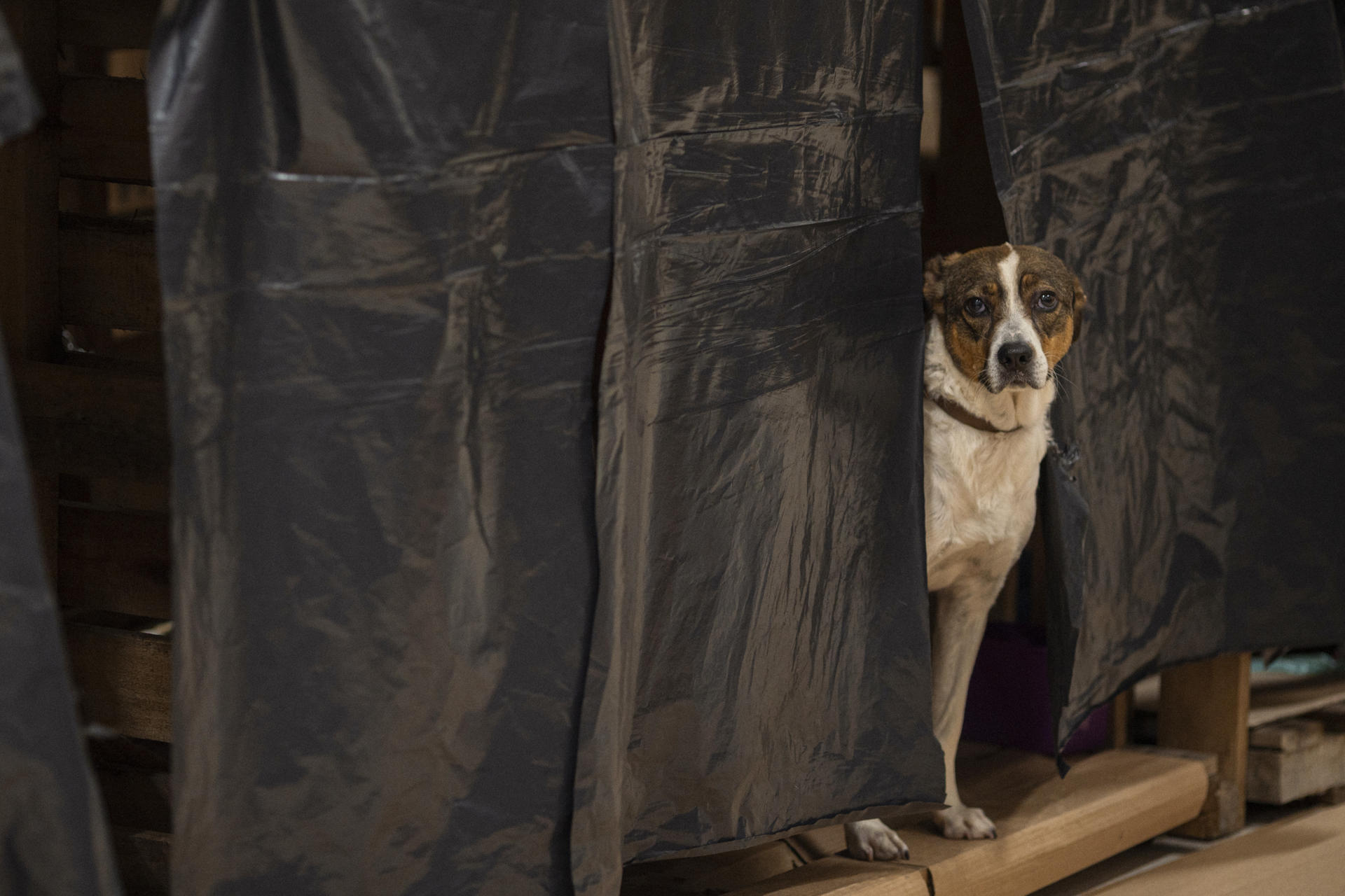 Fotografía de archivo de un perro rescatado, en un refugio. EFE/ Daniel Marenco