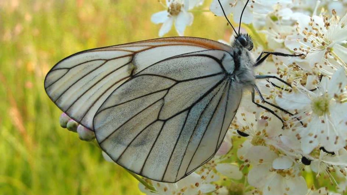 Mariposa sobre vegetación en el Parc de la Serralada Marina