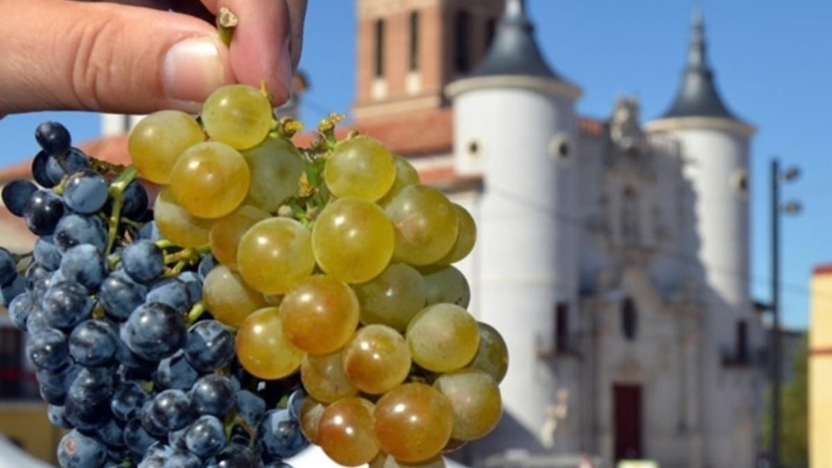 Paisaje de viñedos en las Rutas del Vino de la provincia de Valladolid durante la época de vendimia