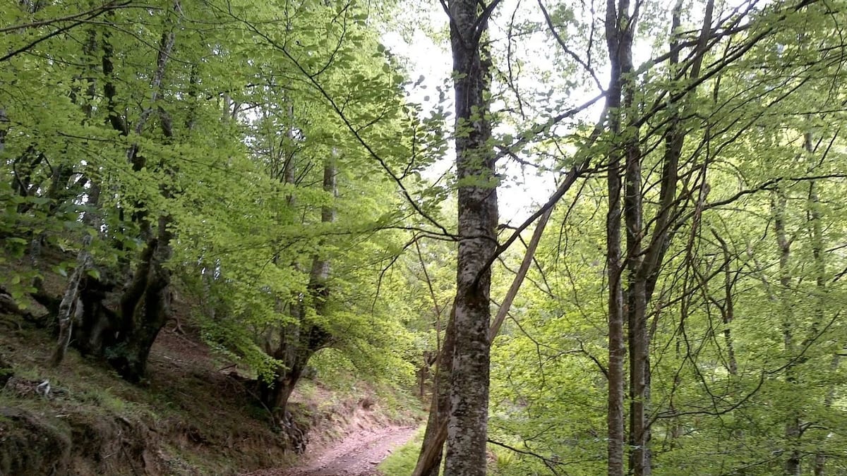 Bosque con árboles y concepto de huella de carbono