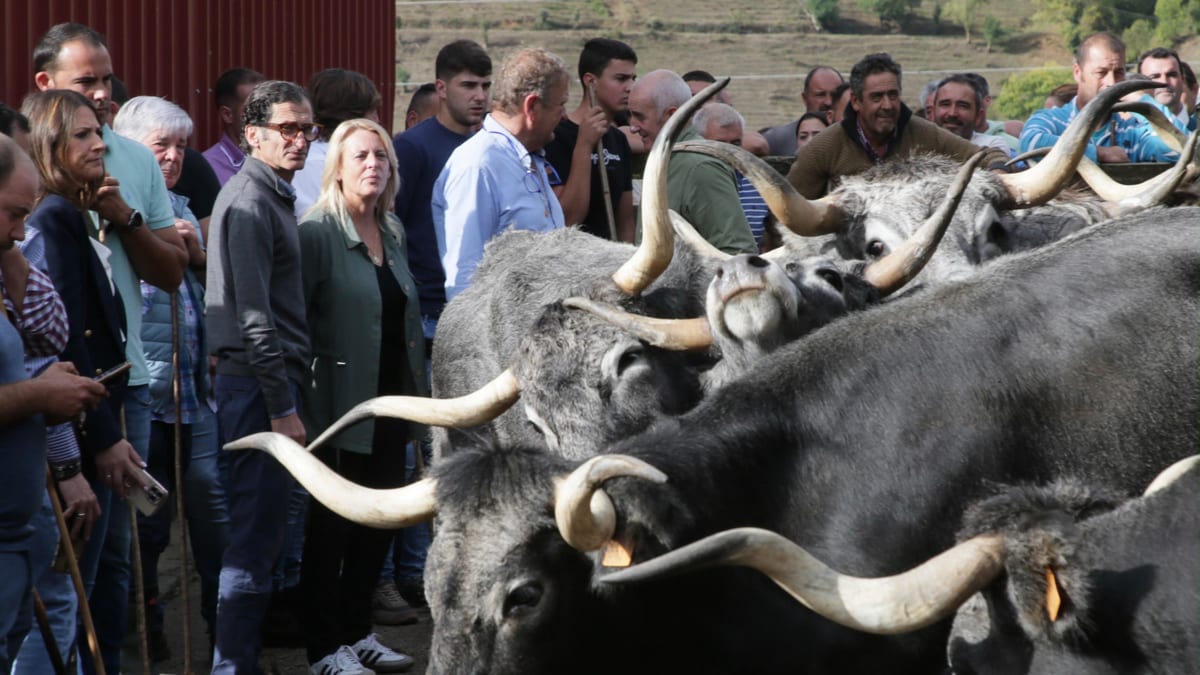 Ganado de raza pura Tudancas en Sotama, Cantabria