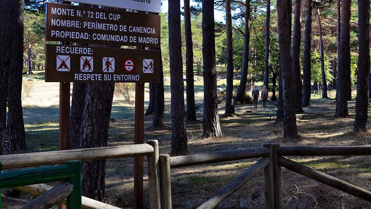Bosque de abedules en el Abedular de Canencia, Sierra Norte de Madrid, con tonos dorados en otoño