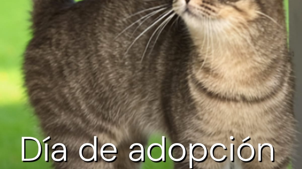 Cartel informativo del Día de Adopción de Gatos de Madrid Salud del 17 de octubre, con imagen de gatos disponibles para adopción