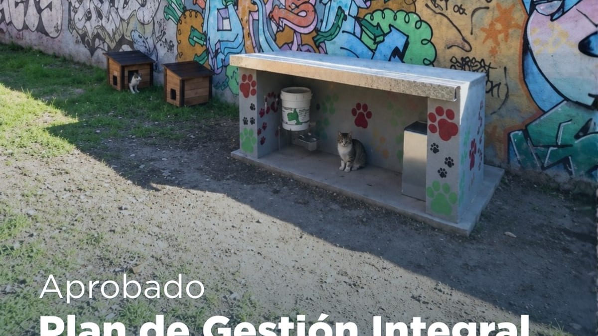 Aprobado Plan de Gestión Integral de Gatos Comunitarios y Colonias Felinas del Ayuntamiento de Alcobendas
