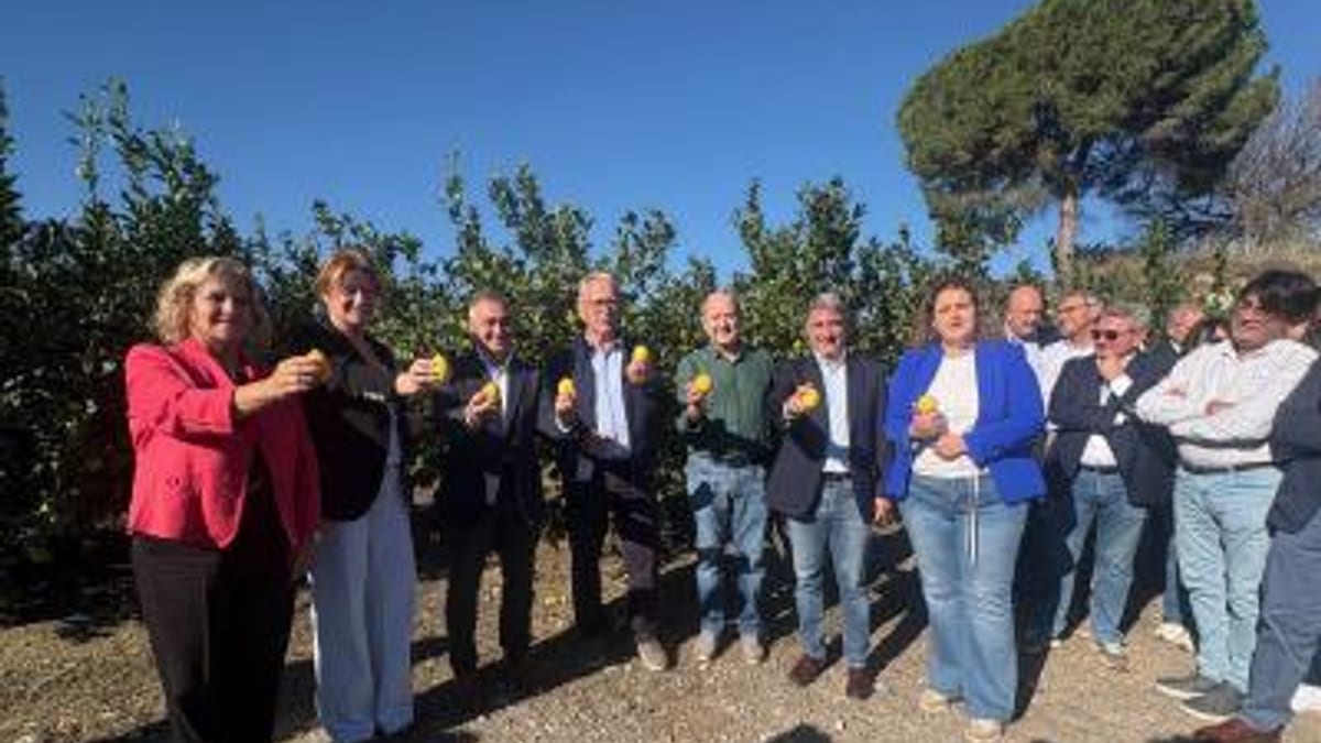 El conseller Ramón Luis Valcárcel Barrachina durante el acto del primer Corte del Limón en Orihuela