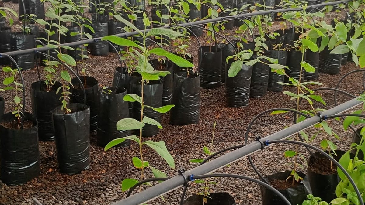 Árboles frutales de la campaña de venta del Cabildo de Fuerteventura