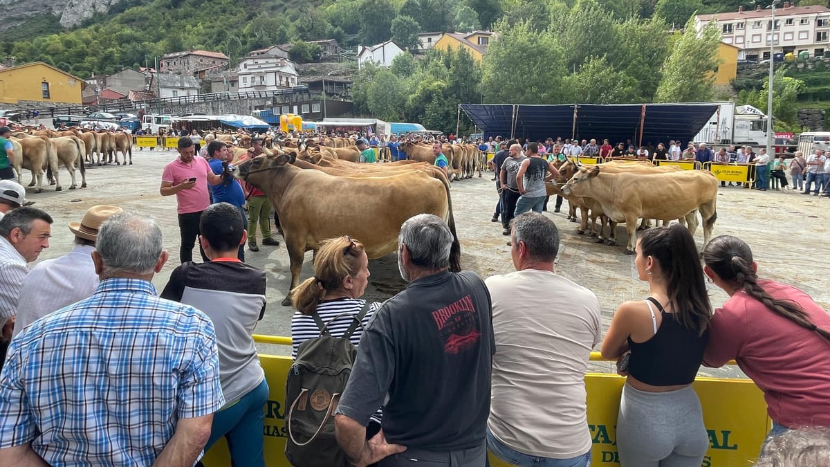 Feria de ganado bovino en Asturias con visitantes observando vacas en un recinto ferial con montañas al fondo