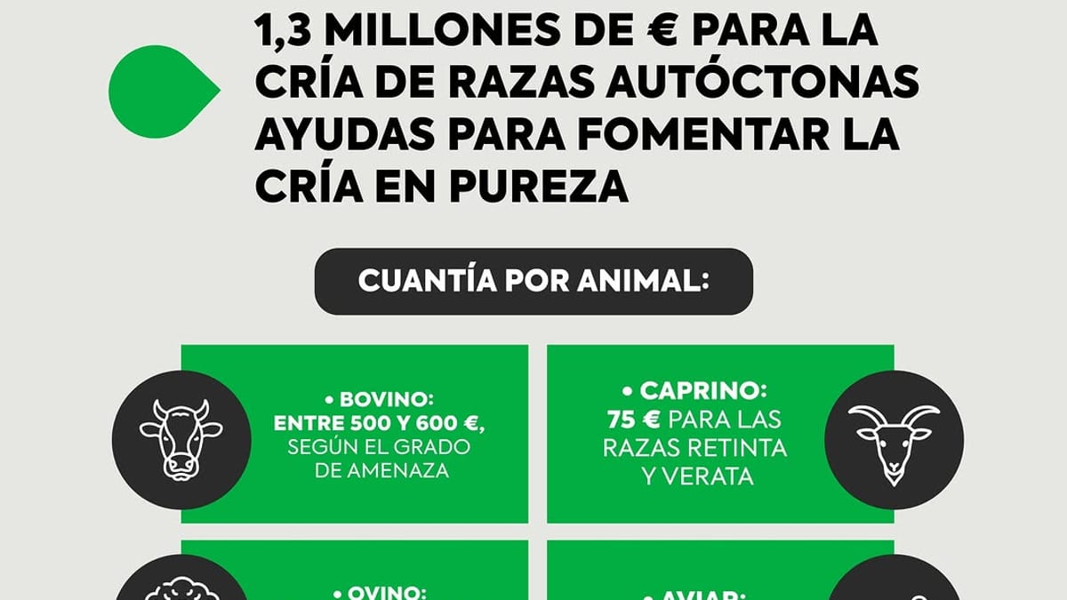 Infografía del Consejo de Gobierno de la Junta de Extremadura sobre ayudas de 1,3 millones de euros para la cría en pureza de razas autóctonas, con desglose de cuantías por especie animal