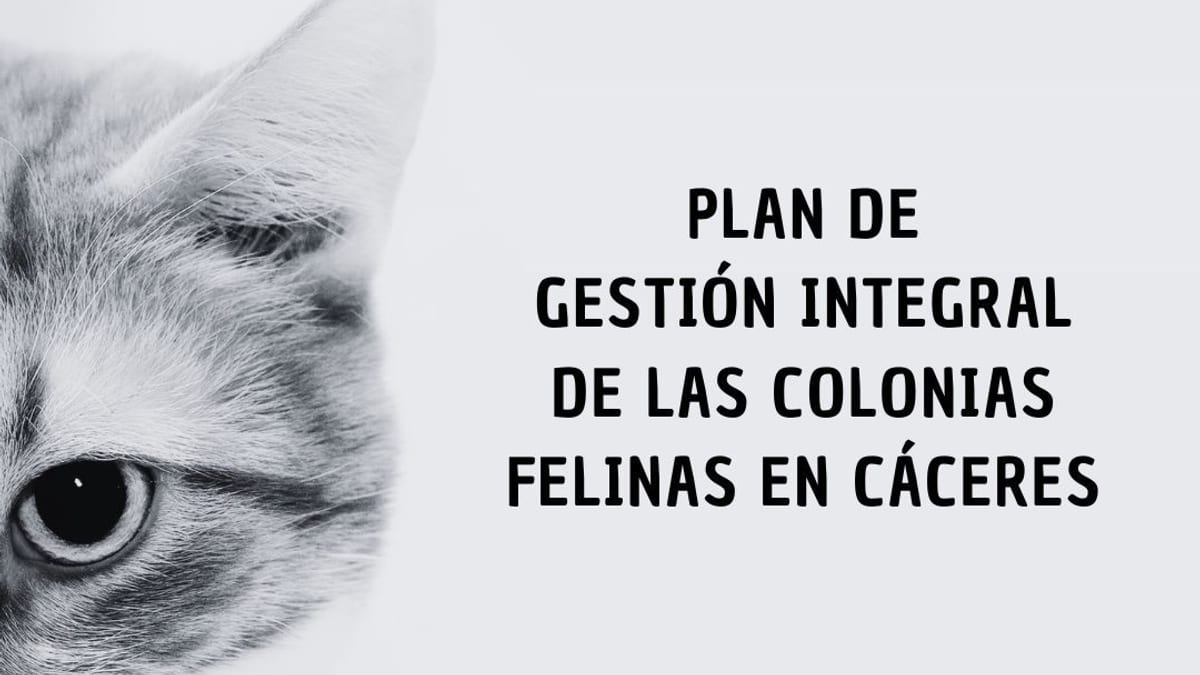 Plan de Gestión Integral de las Colonias Felinas en Cáceres con logo del Ayuntamiento