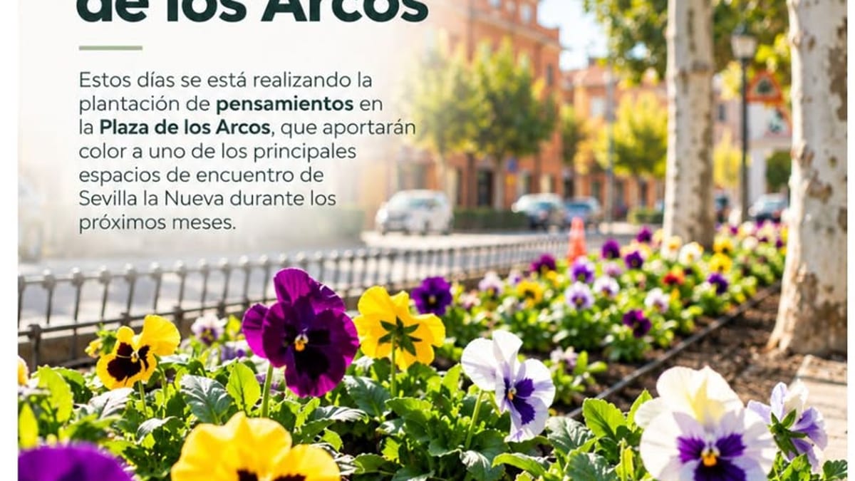 Nuevos pensamientos plantados en la Plaza de los Arcos de Sevilla la Nueva aportando color de otoño