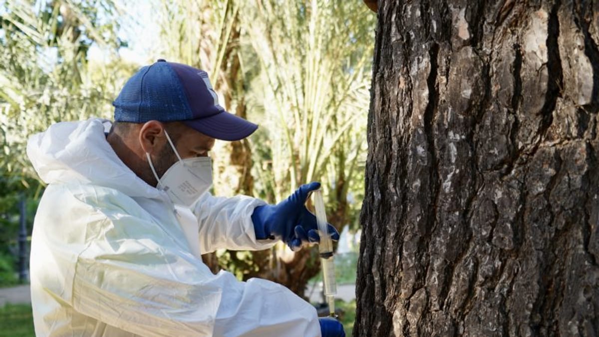 Trabajos de endoterapia vegetal en árboles de Badajoz para prevenir la procesionaria del pino