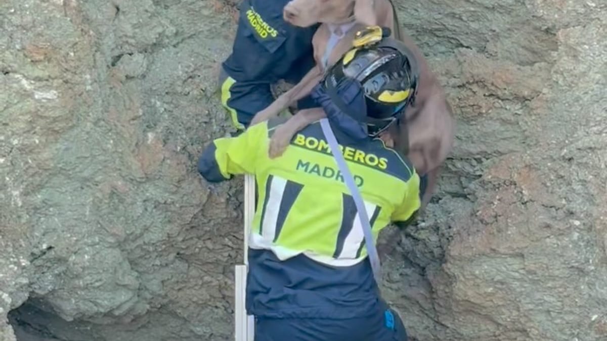 Rescate de un perro en un socavón realizado por Bomberos de Madrid en Vicálvaro