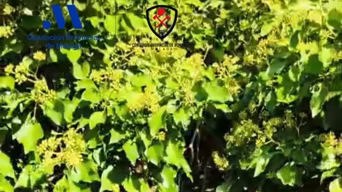 Equipo de bomberos de Ronda durante el operativo de rescate de la oveja en la zona rural de la Partida los Arenosos