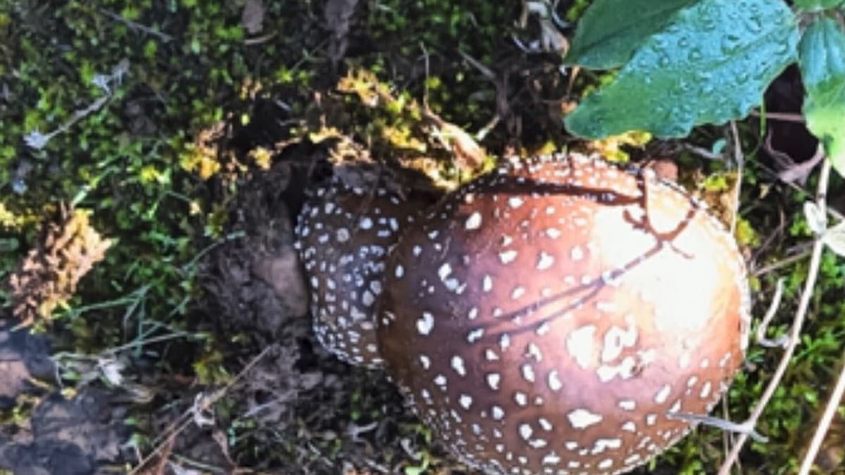 Paseo de observación de hongos en Fuentes Blancas, Burgos, con árboles y naturaleza