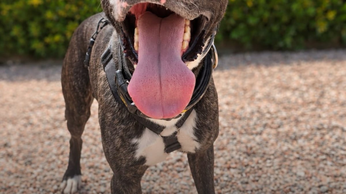 Hanna, Ramen, Nala i altres animals del Centre d'Acollida d'Animals de Companyia de Barcelona en adopció