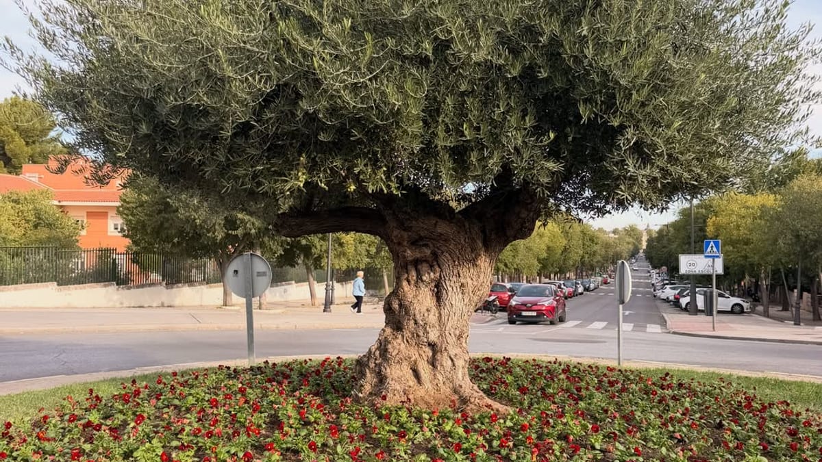 Campaña de plantación de flores de temporada en Aranjuez con pensamientos, caléndulas y crisantemos