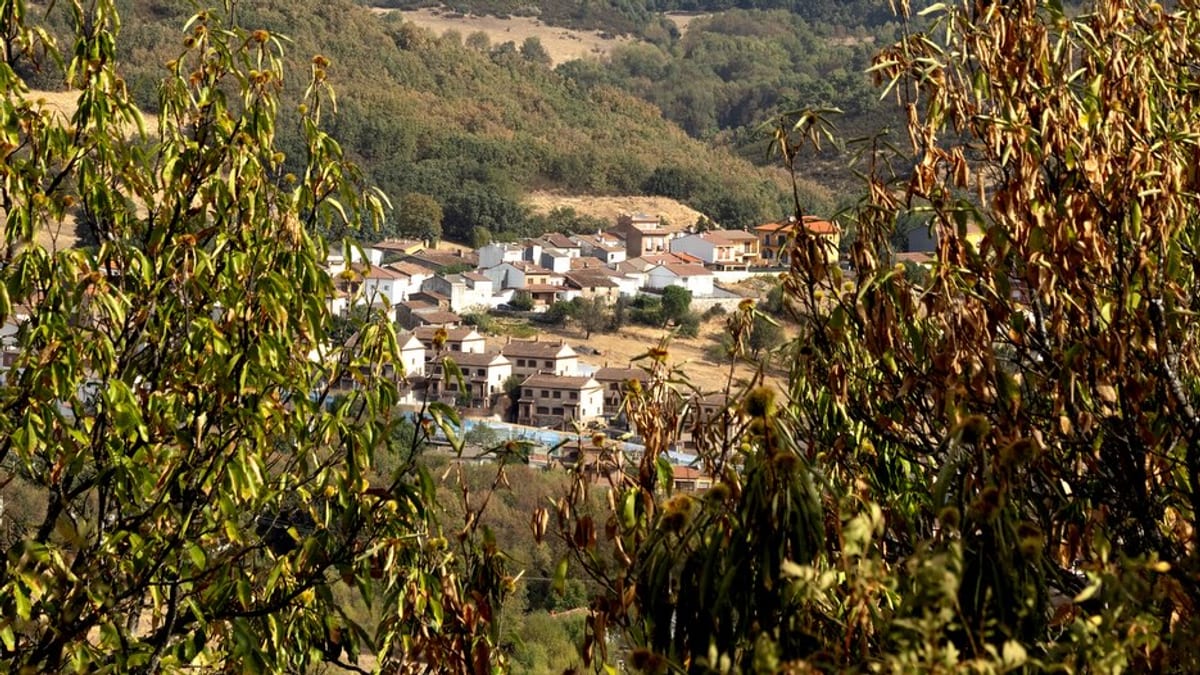 Ruta circular del Castañar de Las Rozas de Puerto Real con castaños centenarios en Sierra de Gredos durante el otoño