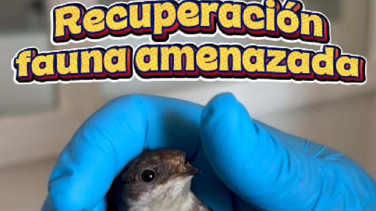 Centro de Estudios de Rapaces Ibéricas: cartel informativo sobre recuperación de fauna amenazada en Castilla-La Mancha