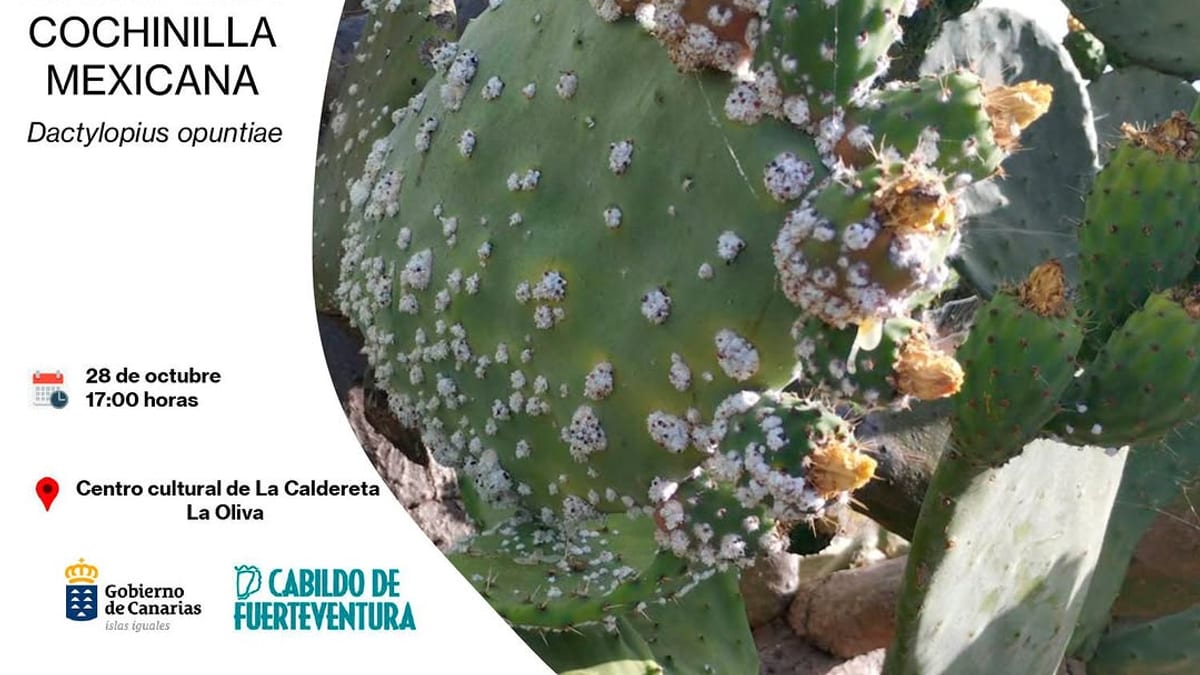 Cartel de la jornada sobre cochinilla mexicana (Dactylopius opuntiae) del 28 de octubre en La Oliva, organizada por el Cabildo de Fuerteventura