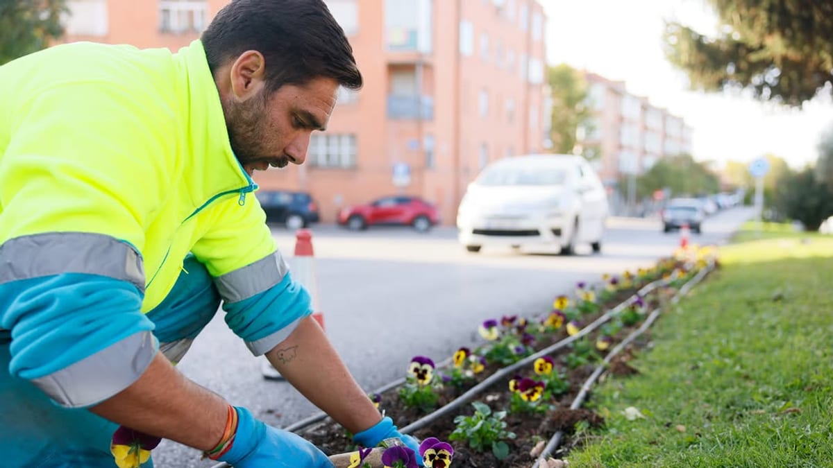Plantación de flores de temporada en Colmenar Viejo con pensamientos y otras especies ornamentales de otoño-invierno