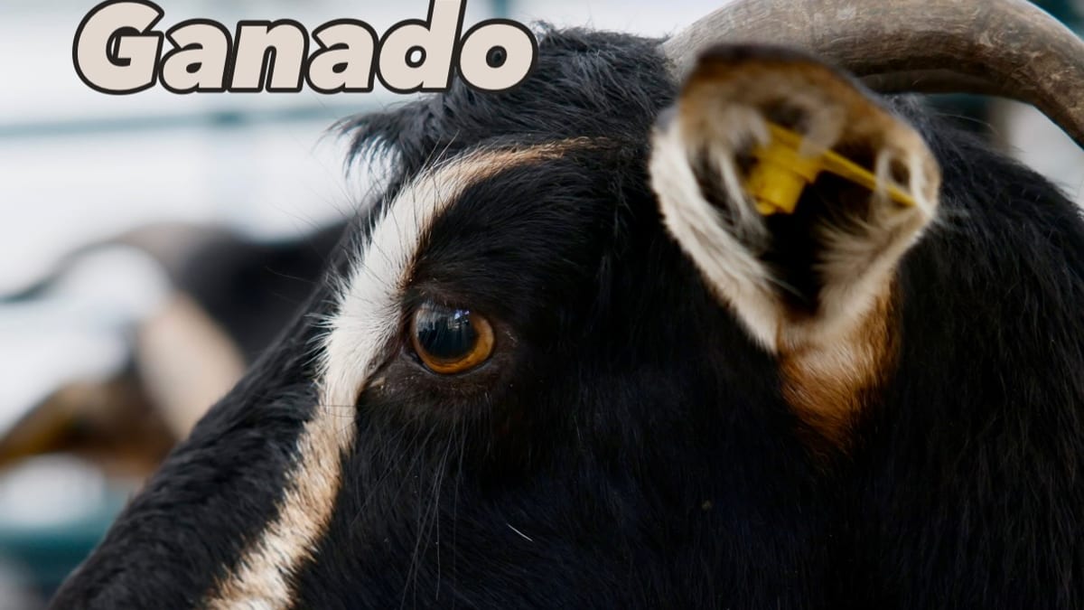 LXXXVIII Subasta Nacional de Ganado Selecto La Despensa de Madrid celebrada en el Centro de Transferencia Tecnológica de Colmenar Viejo con ganaderos y productos agroalimentarios regionales