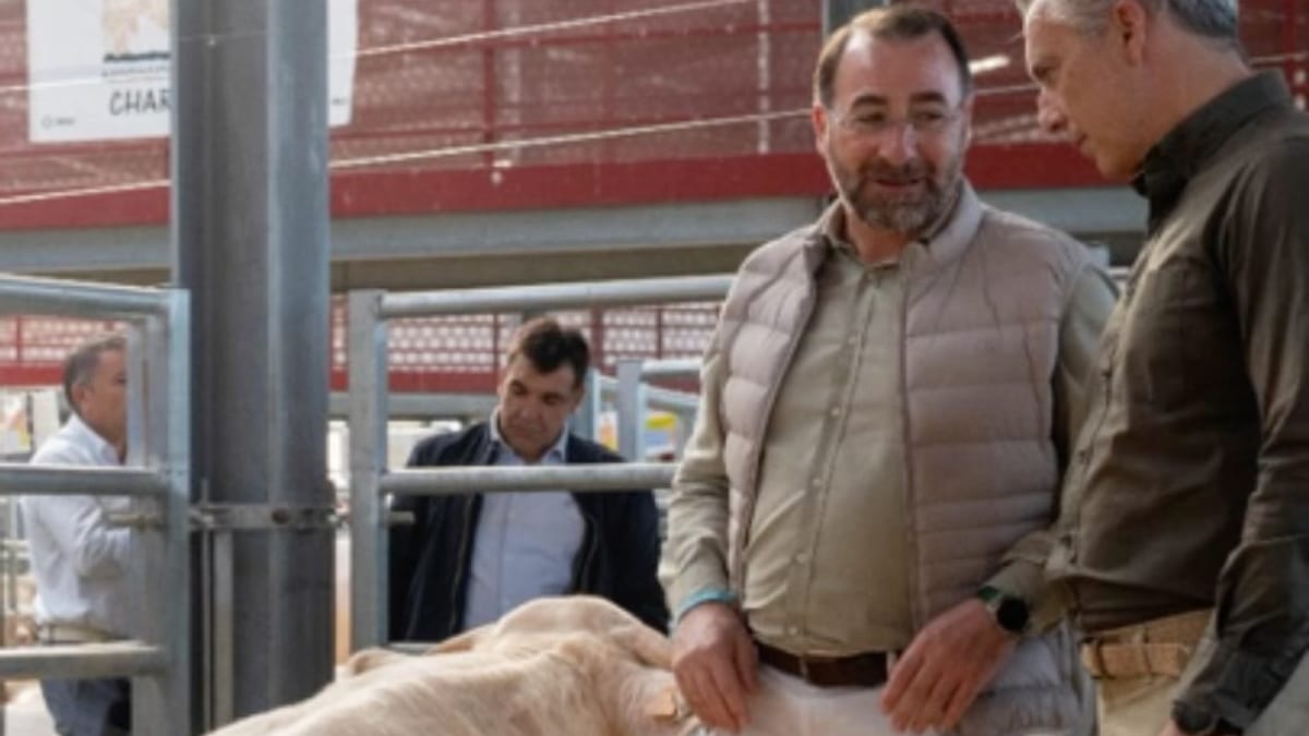 LXXXVIII edición de la Subasta Nacional de Ganado Selecto en Colmenar Viejo, con participación de 257 animales