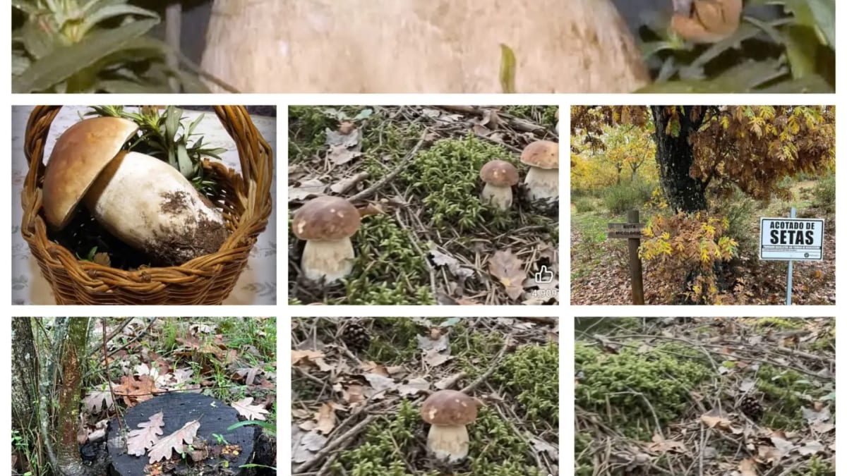 Proyecto de investigación del cultivo de boletus de la Diputación de Zamora, iniciativa para impulsar emprendimiento en el sector micológico rural