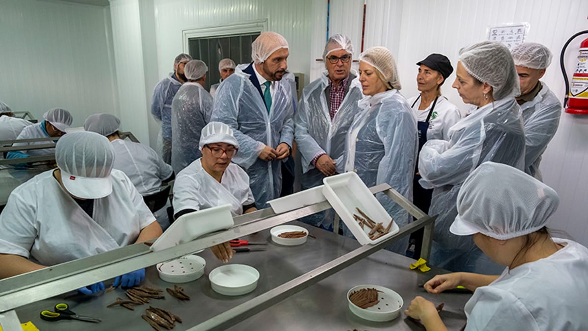 Personas con equipos de protección en una instalación de procesamiento de anchoas durante el curso de fileteado en Laredo
