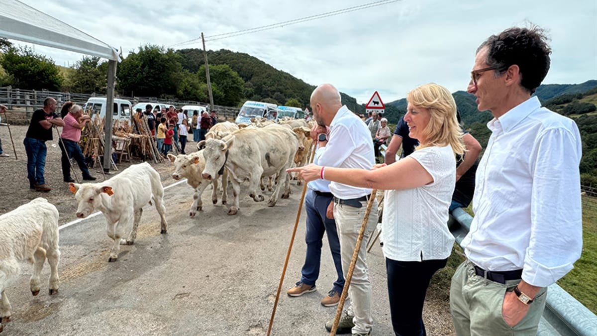 Feria ganadera con vacas bovinas en exhibición, relacionada con las nuevas medidas de bioseguridad contra la Dermatosis Nodular Contagiosa en Cantabria