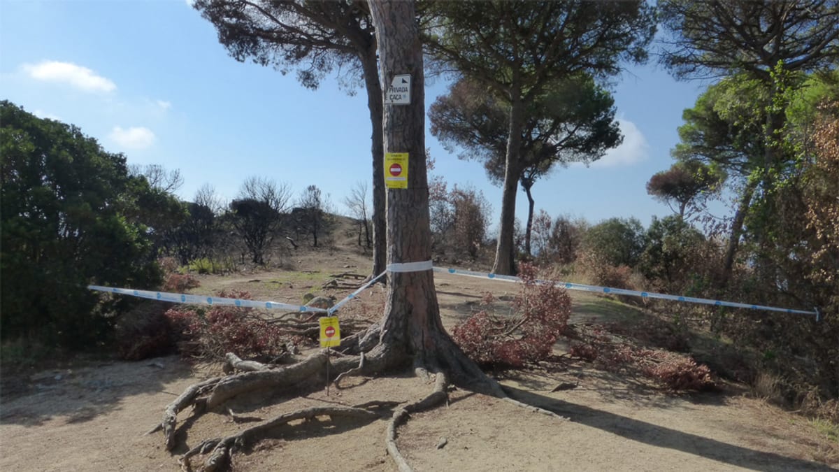Árbol con barrera azul y blanca en zona regenerada de Tiana afectada por incendio, con etiquetas de marcaje amarillas