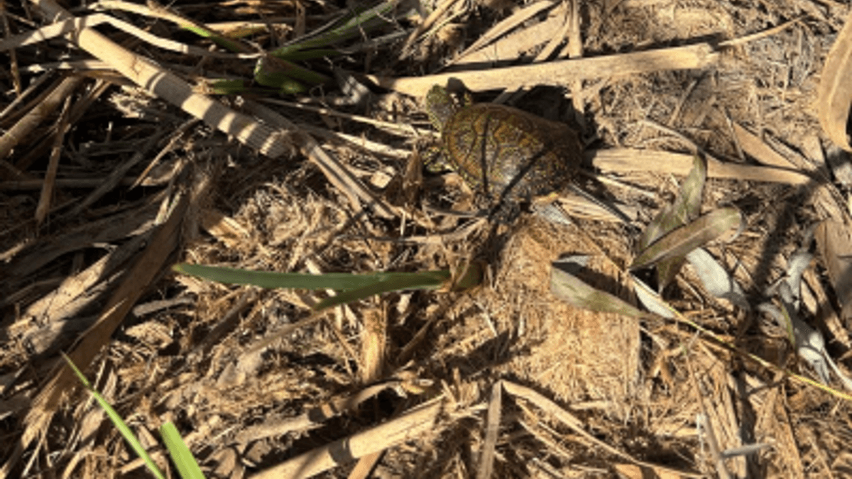 Suelta de tortugas en l'Albufera con la participación de la Generalitat Valenciana, l'Oceanogràfic y estudiantes del IES Sucro