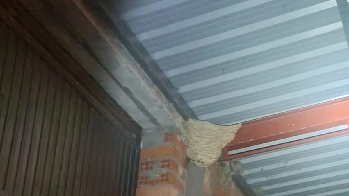 Bomberos del Parque de Benavente retirando un nido de avispa velutina en una nave porcina