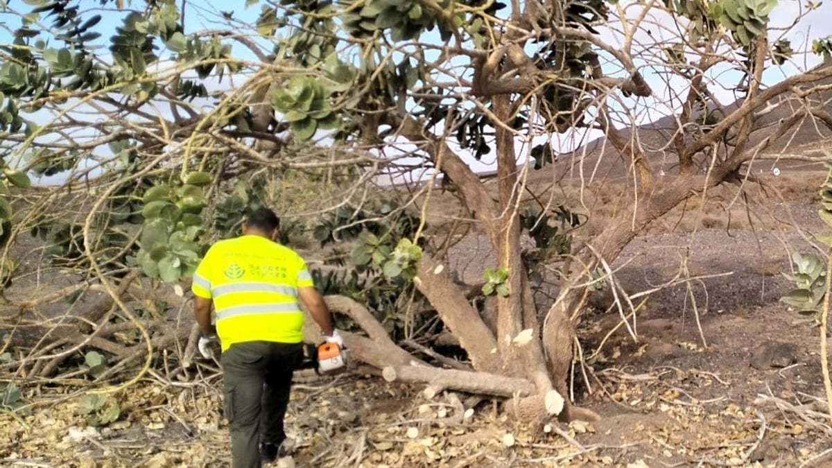 Trabajos de eliminación de la planta invasora Calotropis procera en Fuerteventura, con especies vegetales retiradas en zonas de Antigua, Tuineje y Pájara