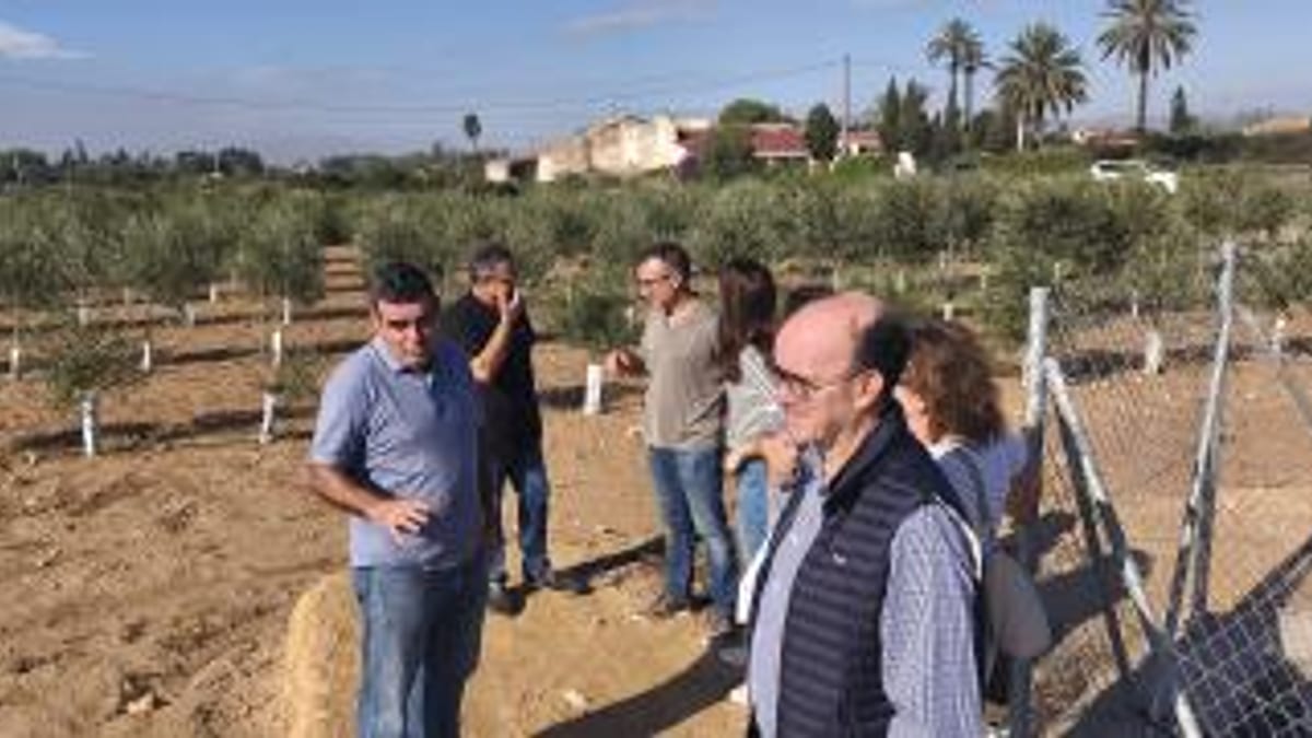 Investigadores de la Estación Experimental Agraria de Elche evalúan variedades de azufaifo como alternativa de cultivo en Alicante