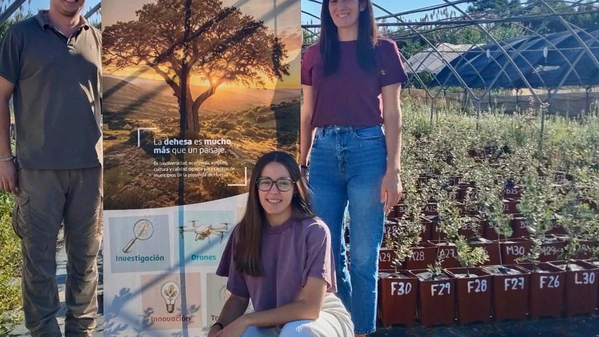 Ensayo experimental de encinas y alcornoques en el campus de La Rábida para evaluar resistencia a la seca y sequía, impulsado por la Diputación de Huelva y la Universidad de Huelva