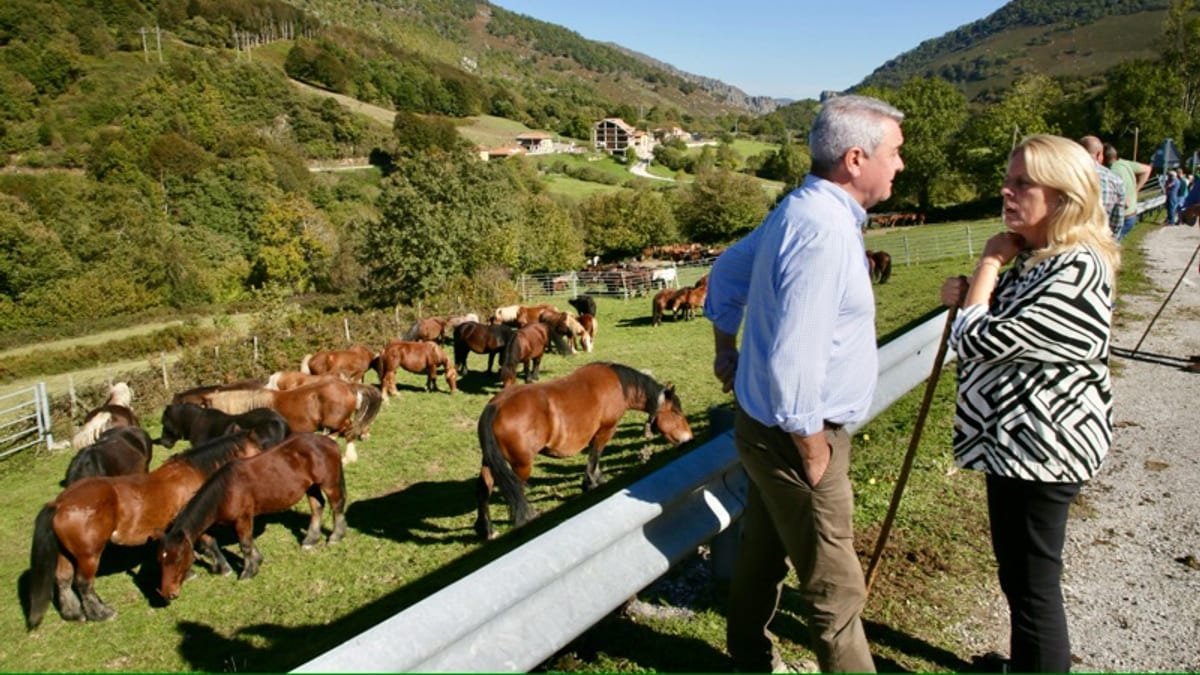 La consejera de Desarrollo Rural de Cantabria en la Feria equina de Polaciones observando ganado