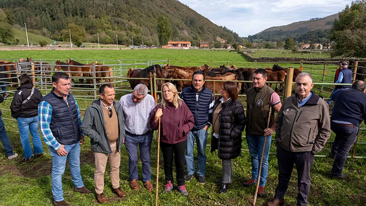 Feria ganadera de Valle de Cabuérniga con ejemplares equinos expuestos