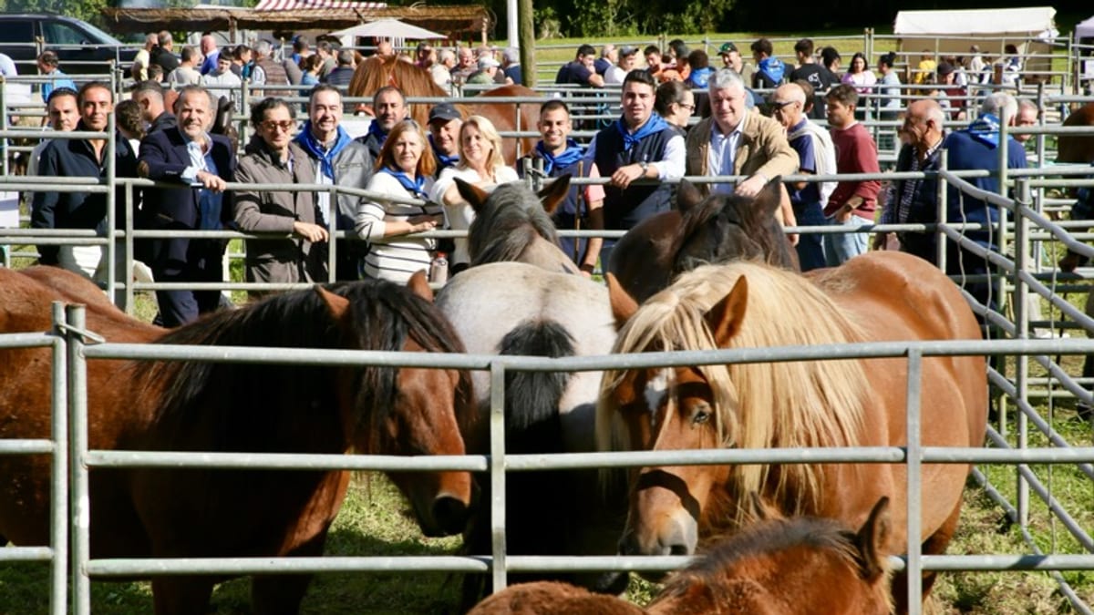 Feria de San Lucas en Hoznayo con ganado y visitantes. Celebración ganadera declarada Fiesta de Interés Turístico de Cantabria.
