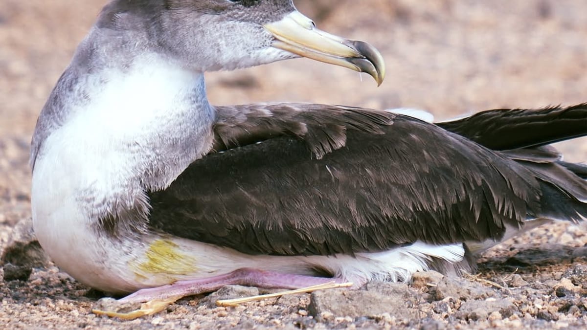 Pardela cenicienta, ave marina protegida de Fuerteventura