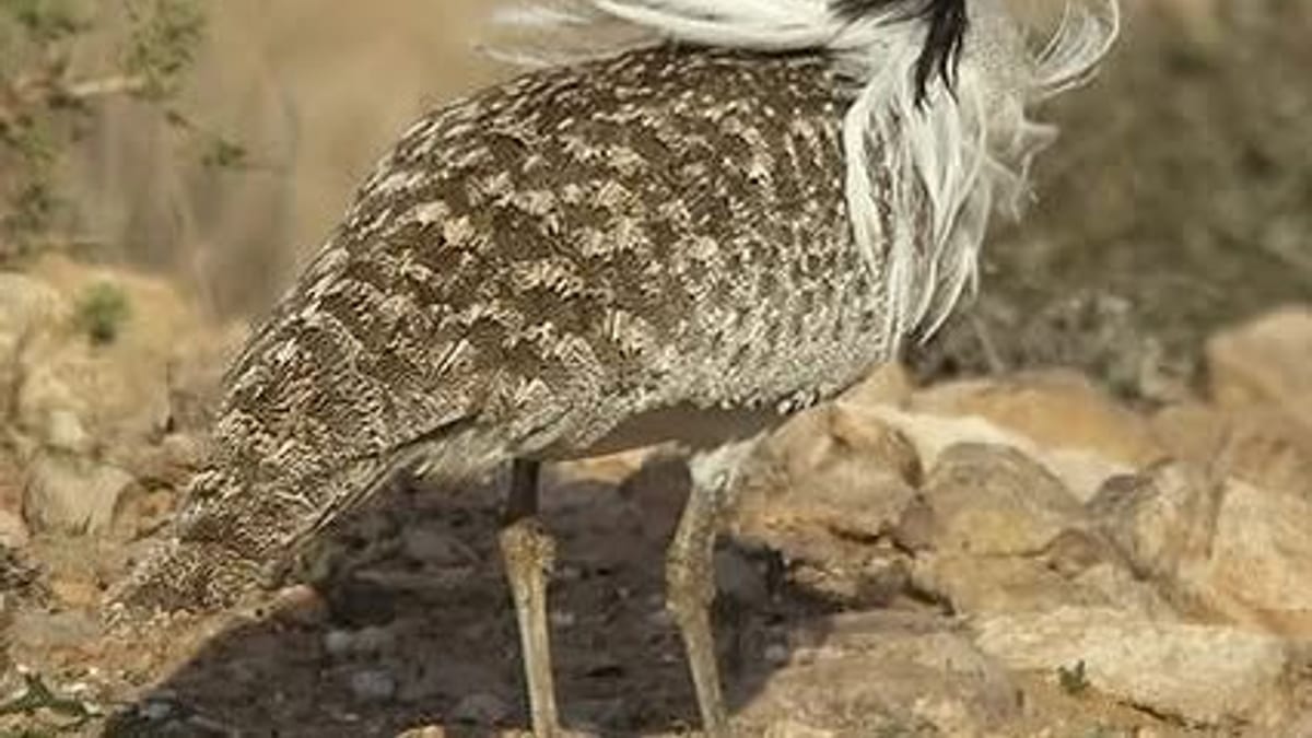 Zonas Especiales de Protección para las Aves de Fuerteventura incluidas en los planes de gestión
