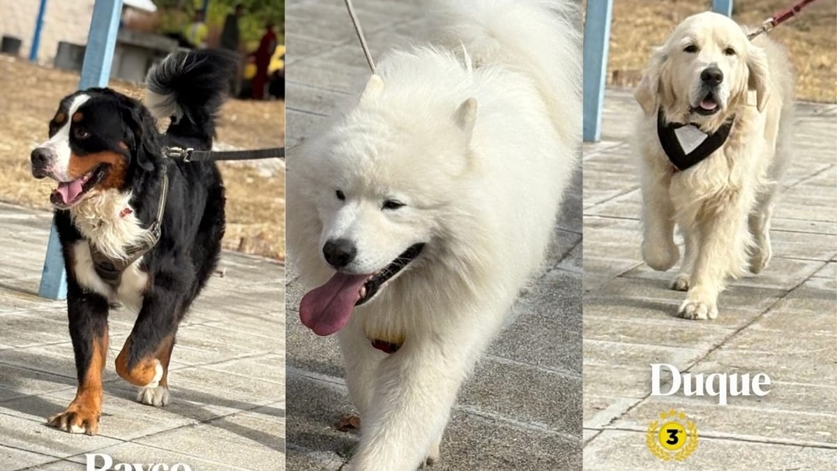 Ganadores del Domingo de Perros en Torrelodones: Rayco Boyero de Berna, Nanook Samoyedo y Duque Golden Retriever en categoría más guapo