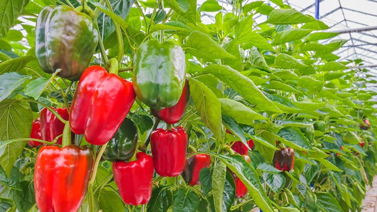 Inspección de cultivo de pimiento afectado por trips parvispinus en invernadero almeriense