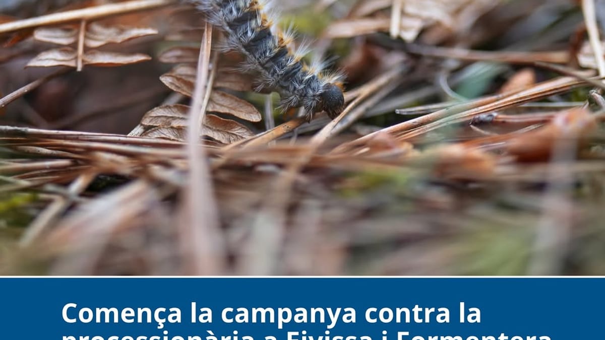Campaña de control de la procesionaria del pino en Eivissa y Formentera: tratamientos aéreos y medidas de protección forestal