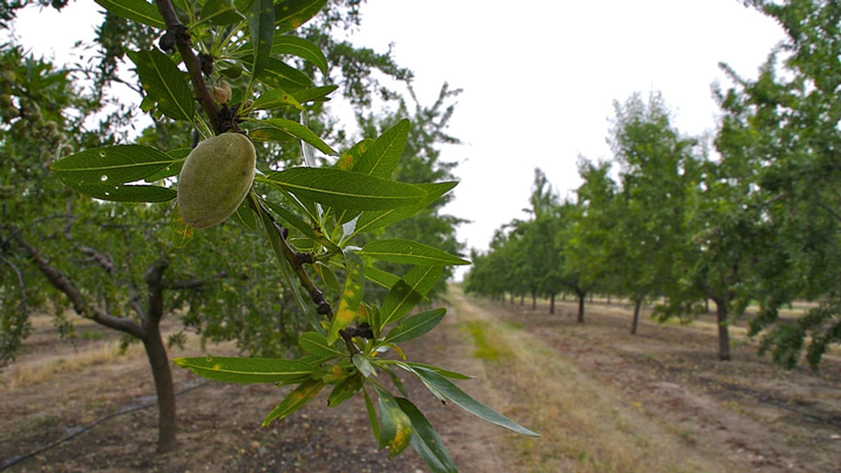 Almendro con flor afectado por las inclemencias climatológicas en Córdoba