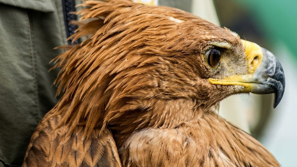 Águila imperial ibérica en vuelo