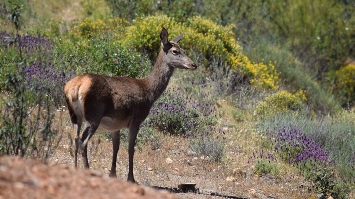 Ciervo silvestre en Andalucía, ejemplar de fauna monitoreada por el Programa de Vigilancia Epidemiológica