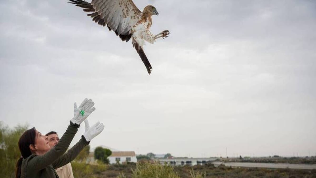 Rapaz en vuelo tras su liberación desde los CREA de la Junta de Andalucía