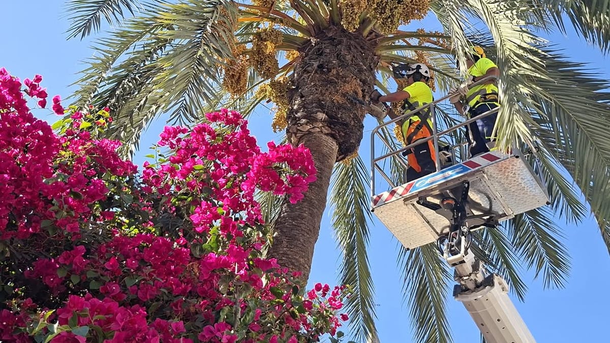 Trabajador del Ayuntamiento realizando tareas de retirada de dátiles en una palmera de Huelva como parte del mantenimiento preventivo